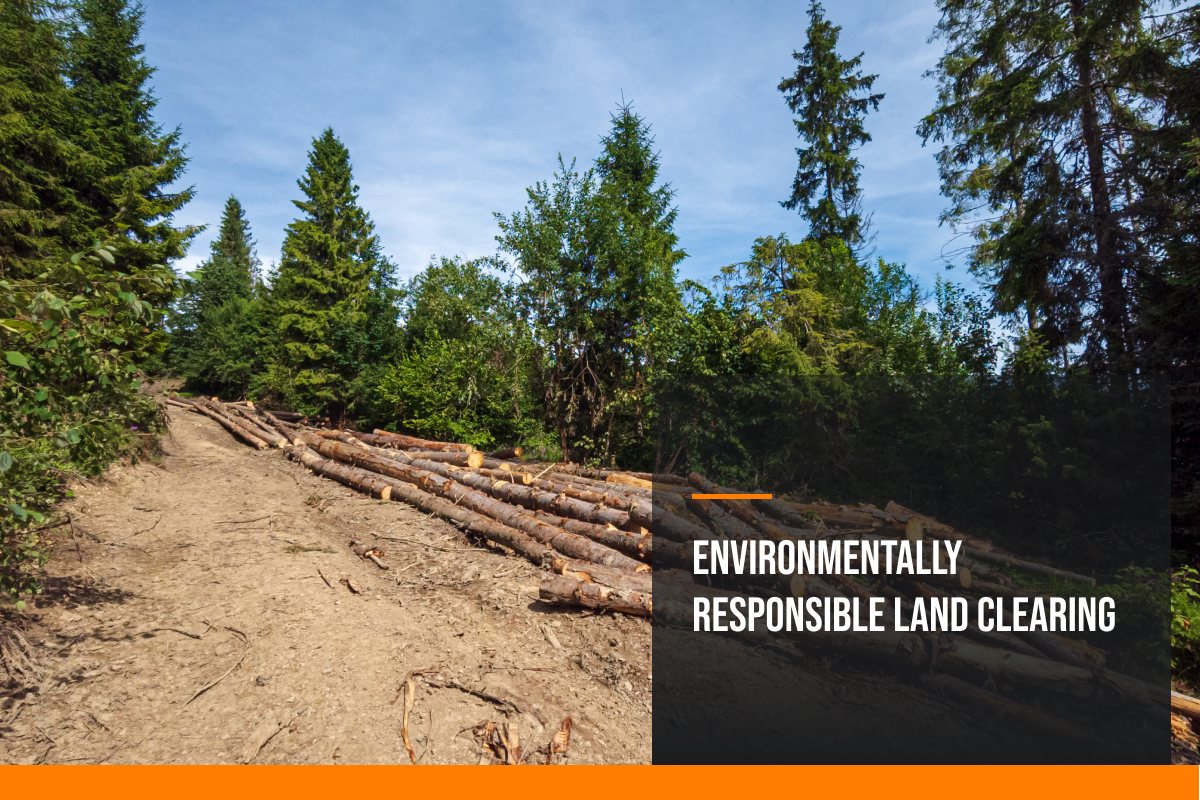 A forest with cut logs lying on the ground. Learn from AMC about responsible land clearing.
